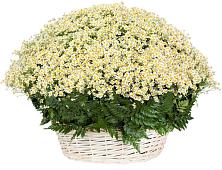 Цветочная композиция из Ромашки в корзине #REPLACE_PRED# Кусе